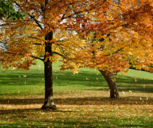 Fall Lawn Care Fallas