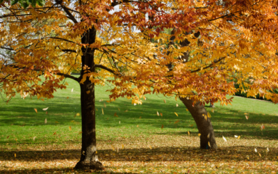 Prepare Your Lawn for Fall