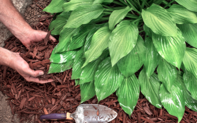 Mulch Mastery: Shielding Your Texas Yard from Late Fall Frosts