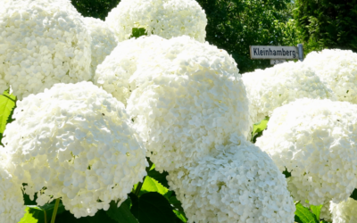 Trimming Hydrangeas in North Texas for Fall
