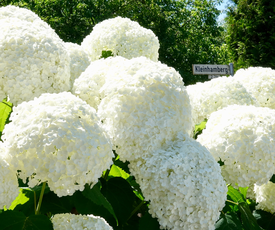 Trimming Hydrangeas in North Texas for Fall