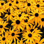 Fallas Black-Eyed Susan