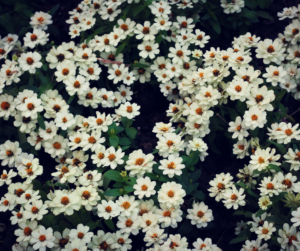 Fallas Blackfoot Daisy