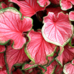 Fallas Caladiums