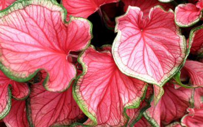Plants that Flourish in Shade in North Texas