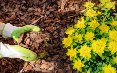 The Benefits of Mulch