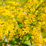 Fallas Goldenrod