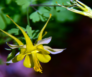 Fallas Hinckley Columbine