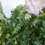 Fallas HollyFern
