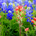 Fallas Indian Paintbrush