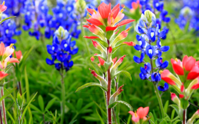 Top 5 Flowers to Add Color to Your Spring Landscape in North Texas
