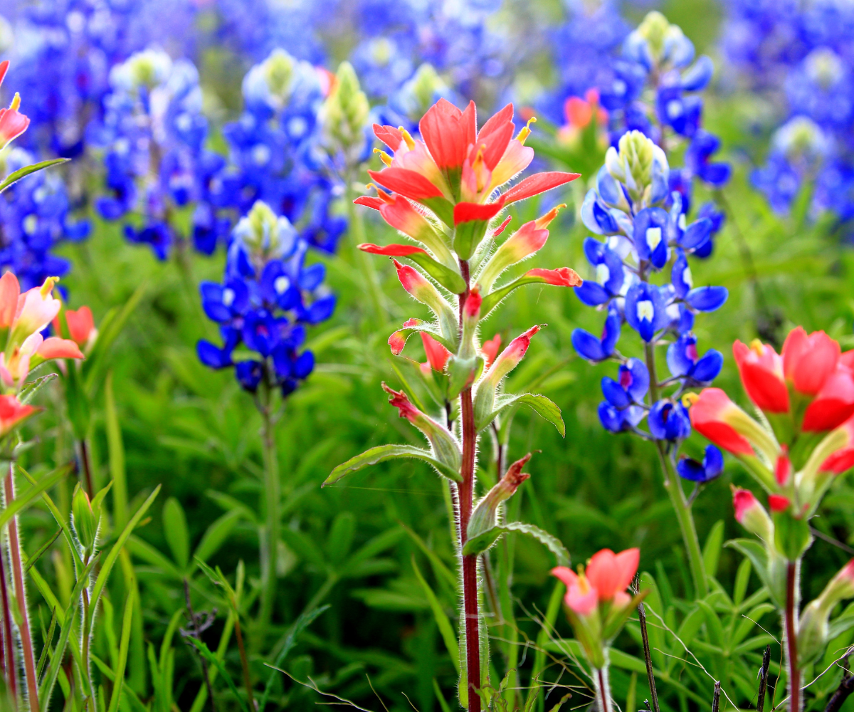 Top 5 Flowers to Add Color to Your Spring Landscape in North Texas
