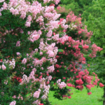 Fallas Landscape Crape Myrtle