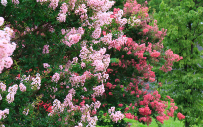 5 Fast-Growing Trees for North Texas