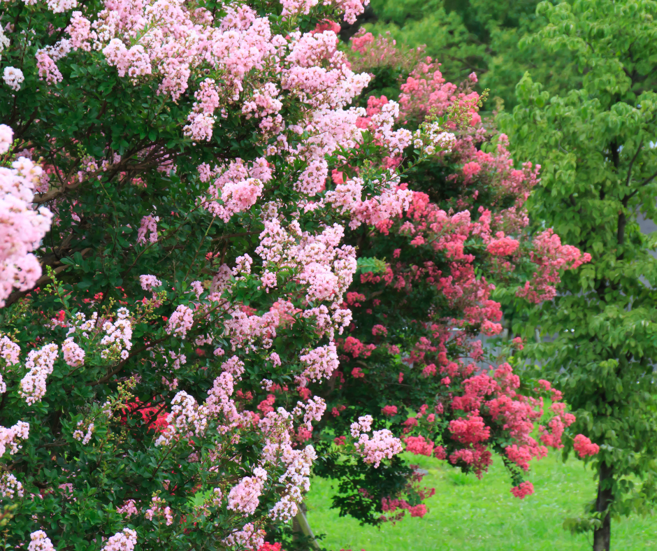 5 Fast-Growing Trees for North Texas