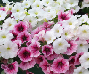 Fallas Landscape Dallas Petunia