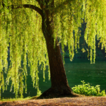 Fallas Landscape Dessert Willow