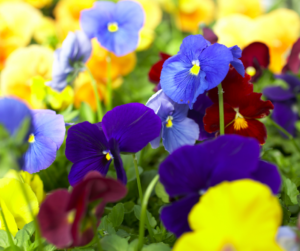 Fallas Landscape Fall Pansies