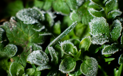 Preparing Your North Texas Landscape for Winter: Essential Steps Before the Freezing Temps