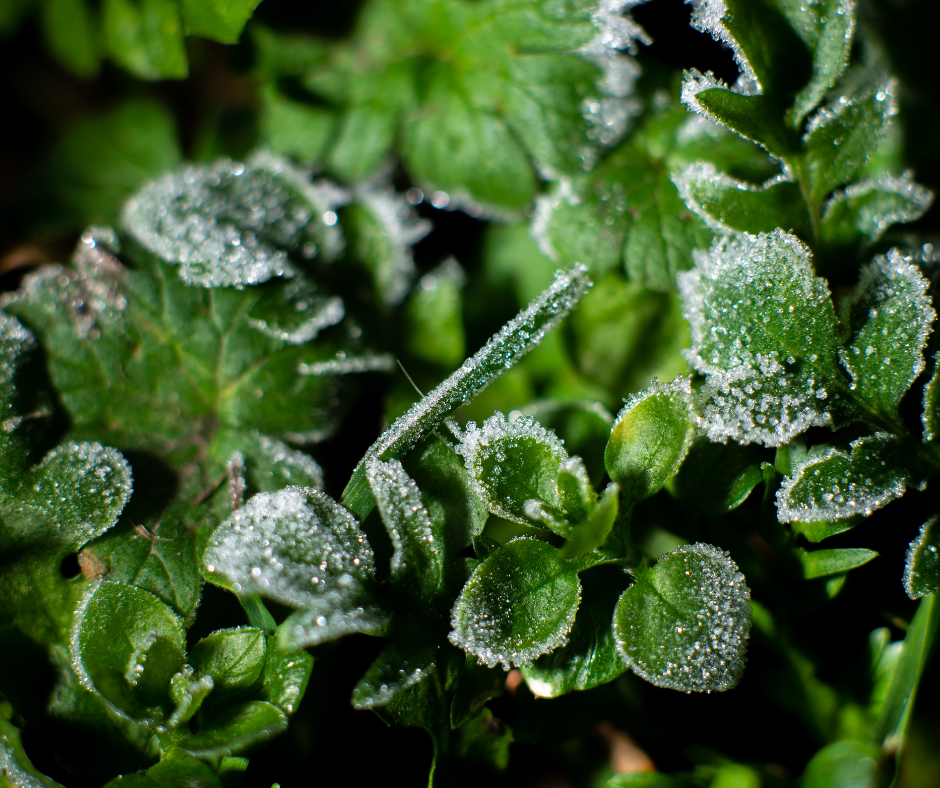 Fallas Landscape Freeze