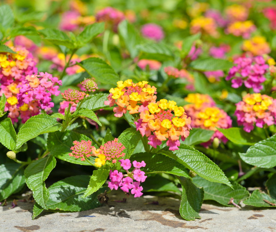 Transform Your Front Yard with These 5 Low Maintenance Plants Perfect for North Texas