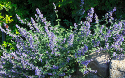 Plants to Make Your Backyard Mosquito-Free This Spring