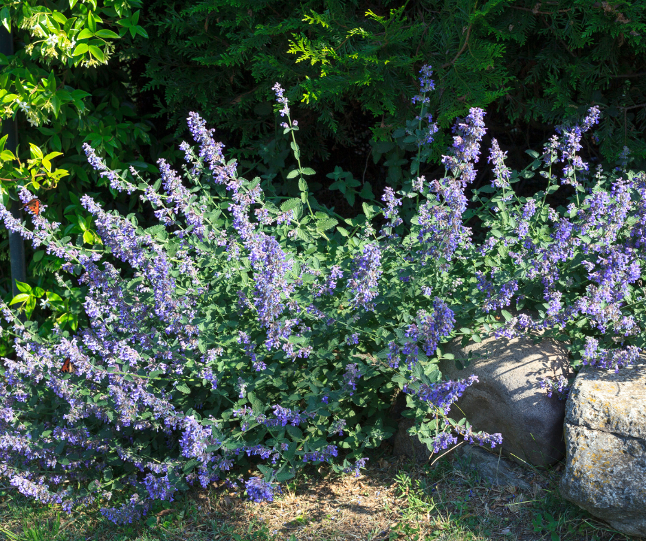 Fallas Landscape Lavender