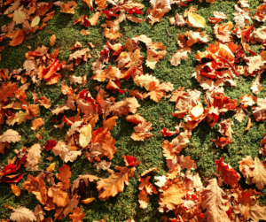 Fallas Landscape Leaves