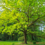 Fallas Landscape Nuttall Oak
