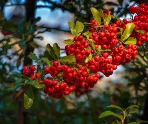 Fallas Landscape Possumhaw Holly