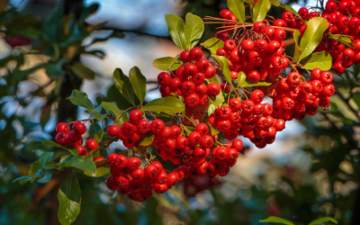 Add Color to Your Winter Landscape