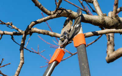 Reviving Your Yard: Tips for a Post-Winter Landscape Makeover