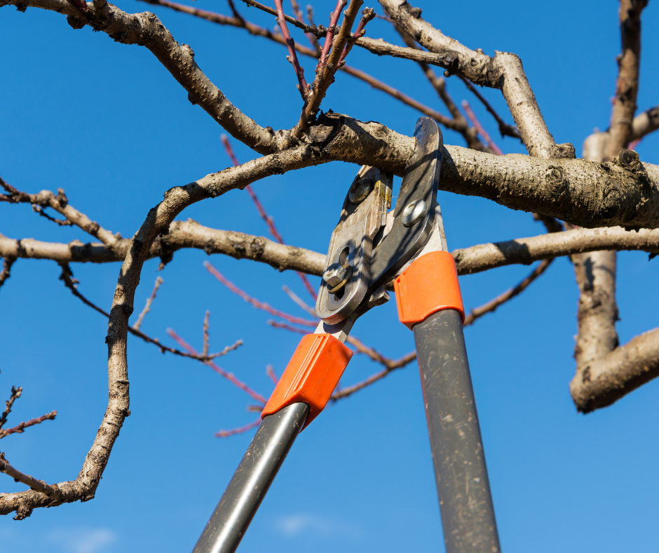 Reviving Your Yard: Tips for a Post-Winter Landscape Makeover