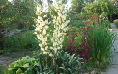 7 Low-Maintenance Landscaping Ideas for Summer in North Texas