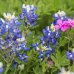 Fallas Landscape bluebonnets