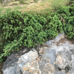 Fallas Landscape creeping juniper