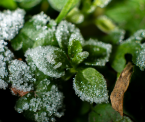 Fallas Landscape frost protection