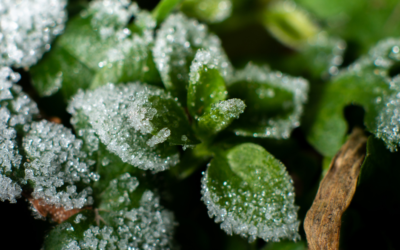 How To Protect Your Plants From Frost