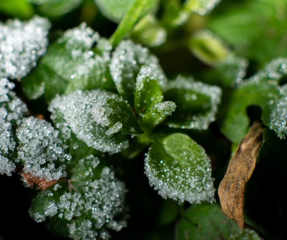 How To Protect Your Plants From Frost