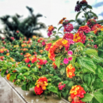 Fallas Landscape lantana