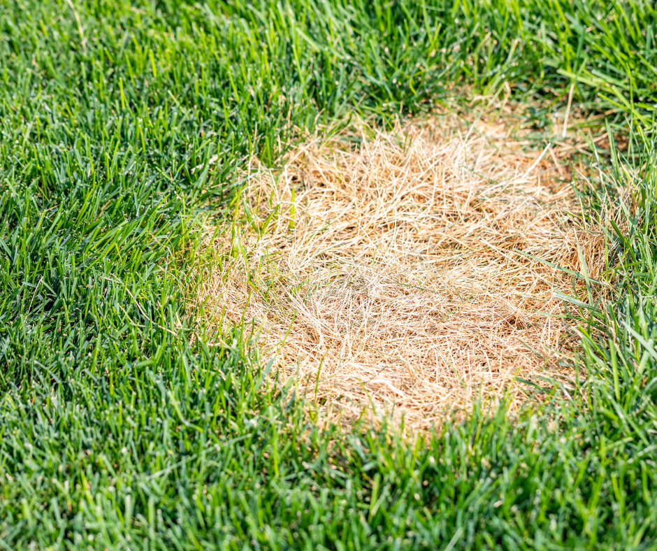 Fallas Landscape lawn fungus