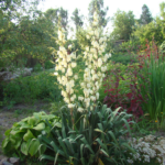 Fallas Landscape red yucca