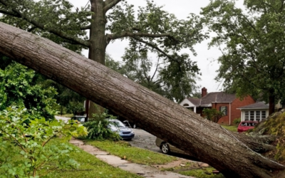 Recovering Your Landscaping After Devastating Storms in North Texas
