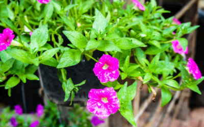 Best Plants to Survive the North Texas Heat and Sun