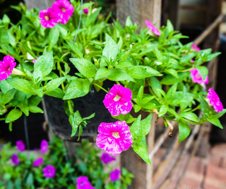 Best Plants to Survive the North Texas Heat and Sun