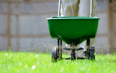 How To Fertilize Your Lawn For Fall
