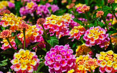 5 Best Drought Tolerant Plants for North Texas Landscape