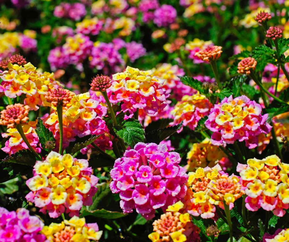 5 Best Drought Tolerant Plants for North Texas Landscape