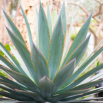 Fallas Landscape Agave plant