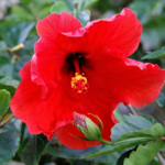 Fallas Lord Baltimore Hibiscus